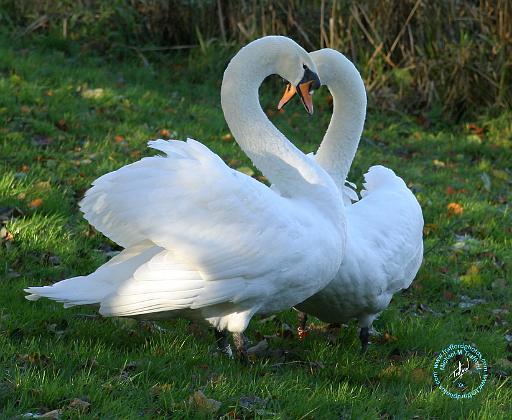 Mute Swans 9Y098D-012.JPG